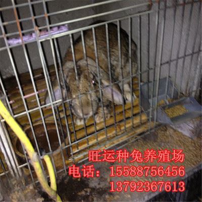 兔 宠物 公羊兔价格 出售比利时肉食兔 獭兔 长毛兔 价格低 厂家直销图片|兔 宠物 公羊兔价格 出售比利时肉食兔 獭兔 长毛兔 价格低 厂家直销产品图片由尚旺公司生产提供-