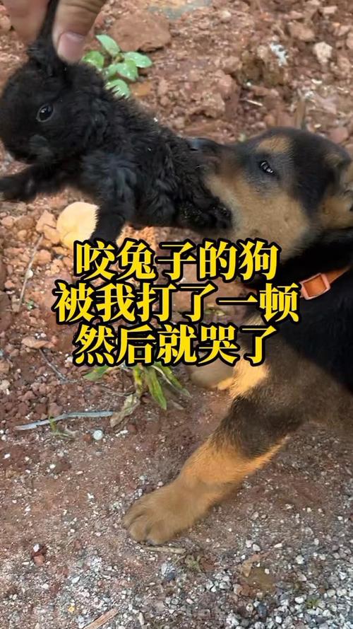 咬兔子的狗被我打了一顿,躲着偷偷的哭#兔子 #土狗 #